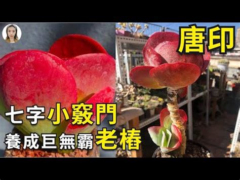 唐印風水|【唐印風水】唐印風水指南：招財開運必備多肉植物